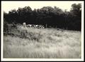 Photograph: Lovegrass Pasture
