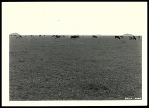 Kirkpatrick Dairy Cattle and Supplemental Pasture/Chickasha Project