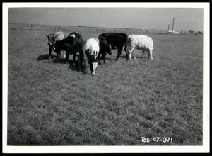 Jay Boston Farm Pasture Irrigation and Cattle
