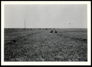 Smith's Irrigated Pasture and Cattle
