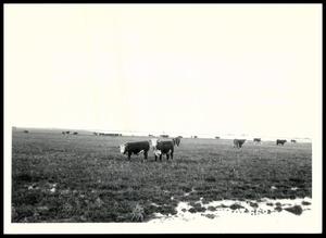 Steers on Irrigated Pasture