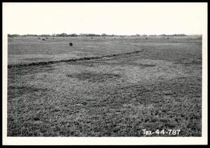 Cattle Grazing Alfalfa in Border-Irrigated Field