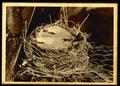 Photograph: Three Scissortail Chicks in Nest