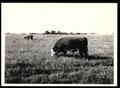 Photograph: Will Baskett Cattle and Field