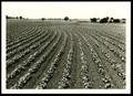 Photograph: Contour Farming on Durant Soil