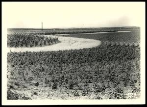 Strip Cropped Field on the Peter Johnson Farm/Chickasha Project