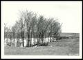 Primary view of Gully Control With Black Locust Tree Planting on Luther Cox's Land/Chickasha Project