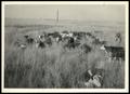 Primary view of Stockton Ranch Cattle and Pasture Grasses