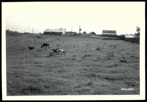 Jersey Dairy Cattle and Calves on Bermudagrass Pasture