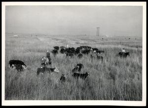 Stockton Ranch Cattle and Pasture Grasses
