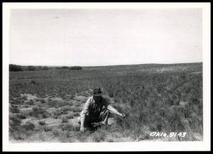 US Government Tract 128-130 Weeping Lovegrass Field