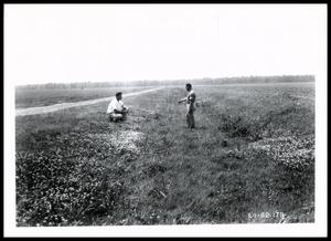 Two UNIDENTIFED Men Inspecting a Well-Maintained Six-Year-Old Lateral Ditch on the Panola Plantation