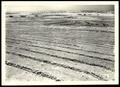 Primary view of Contour Furrows and Terraces on the Grover Thomas Farm