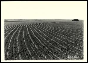 Young Broom Corn on the Contour in a Terraced Field/Chickasha Project