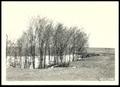Primary view of Gully Control With Black Locust Tree Planting on Luther Cox's Land/Chickasha Project