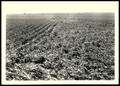 Photograph: V-Shaped Patch of Sown Cane on the B.A. Howard Farm/Elk City Project
