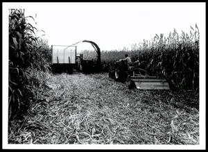Sugar Cane Harvest on Irrigated Mill Creek Bottom