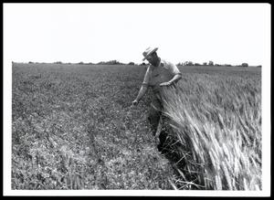 Herb Nelson Showing His Field Consisting of Wheat and Austrian Winter Peas Mixed With Small Grain