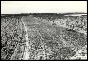 Primary view of object titled 'Corn With A Buffer Strip of Clover Planted on Contour Strip and Rotation of Crops on D. E. Frank Farm/Stillwater District/Guthrie Camp'.