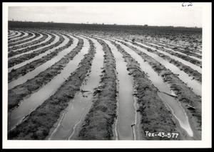 Contour Rows Holding Water in Terraced Field