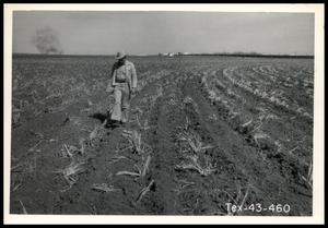UNIDENIFIED Man Walking Through a Pasture of Plowed Maize Stubble