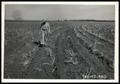 Photograph: UNIDENIFIED Man Walking Through a Pasture of Plowed Maize Stubble