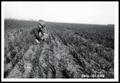 Photograph: UNIDENTIFED Man Examining Wheat Crop and Wheat Stubble