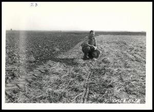 UNIDENTIFED Man Kneeling in a Field of Trashy Tillage, in Contrast to the Left Field, Which has Wheat Stubble