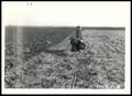 Photograph: UNIDENTIFED Man Kneeling in a Field of Trashy Tillage, in Contrast to…