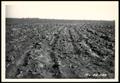 Thumbnail image of item number 1 in: 'Grain Sorghum Stalks Cut Into the Terraces and Contours for Soil Erosion Prevention and Good Crop Residue Management'.