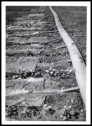 Plastic Pipe with Sleeve Turnouts Irrigating a Field
