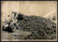 Photograph: UNIDENTIFED Man USING a Loader to Pile Charcoal