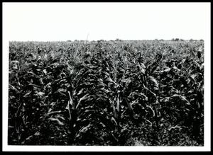 A Field of Corn Growing on Okemah Silty Clay Loam