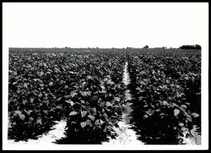 A Field of Soybean Growing on Dennis Silt Loam
