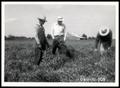 Photograph: Mr. Warrenburg and Two UNIDENTIFED Men Standing in a Field of Hairy V…