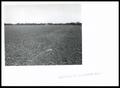 Photograph: Future Seedbed for Planting Cheyenne Indiangrass