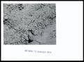 Thumbnail image of item number 1 in: 'Small Native Grass Plants in Rows on Shallow Sand Rock Soil'.