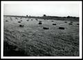 Photograph: A Field of Bermudagrass Hay Bales/Soil Survey