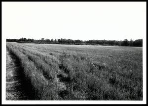 Field of Wheat Stubble on Stigler Silt Loam/Soil Profile