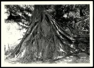 Primary view of object titled 'Tree Roots Holding Soil in Place Even After All The Surrounding Soil Has Eroded Away From The Tree'.