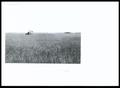 Photograph: Beaver County Wheat, Oil, & Gas