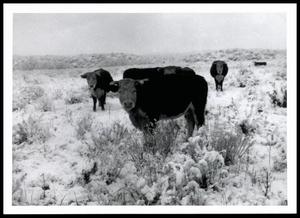 Cattle Weathering A Snowstorm