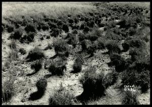 UNIDENTIFED Grass Growing on the Red Plain Experiment Station