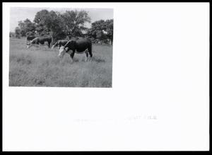 Cattle Grazing on M-L-37 Bermudagrass