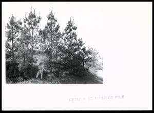 Loblolly Pine Trees on Strip Mine Dumps