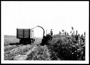 Ensilage Harvest on H. C. Hitch Ranch