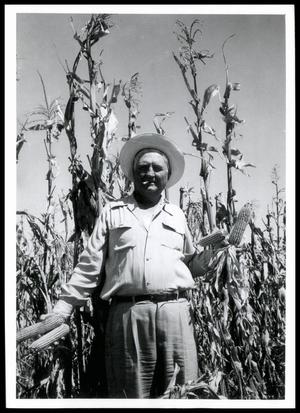 Wray Loftin's Field of Corn