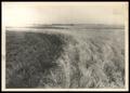 Thumbnail image of item number 1 in: 'Cherokee Experiment Station Cropping Systems'.