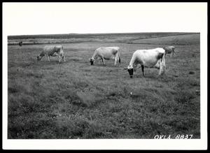 Lonnie E. Blair's Jersey Cow Herd