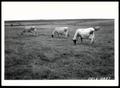 Photograph: Lonnie E. Blair's Jersey Cow Herd